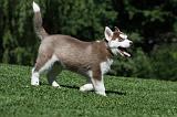 SIBERIAN HUSKY 391